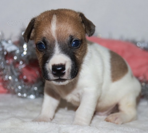 v�no�n� �t��ata jack russell teri�ra k adopci.