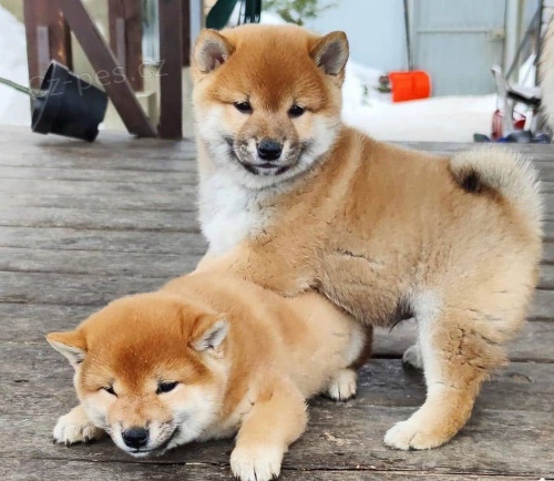 V�no�n� �t��ata shiba inu k adopci