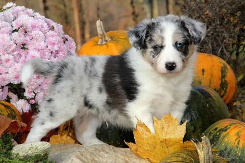 V�no�n� �t��ata border kolie p�ipravena k prodeji.