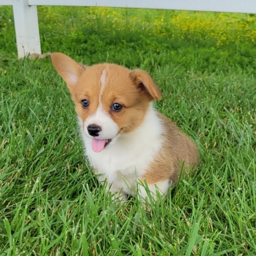 tata Pembroke Welsh Corgi k adopci.