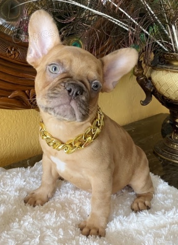 ZDRAV� a O�KOVAN� �t��ata francouzsk�ho buldo�ka k adopci.