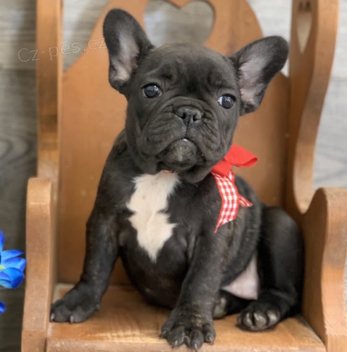 �t��ata francouzsk�ho buldo�ka k v�no�n� adopci.