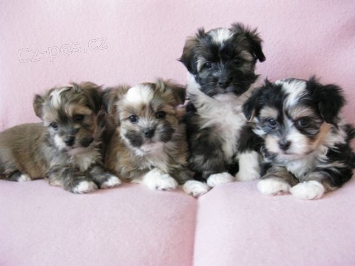 rozko�n� a zdrav� havansk� �t��ata na prodej.