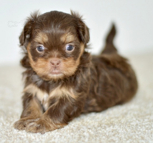 Prod�m �t��ata SHIH TZU