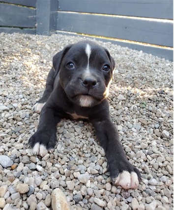 Roztomil� �t���tka jsou p�ipravena k prodeji.