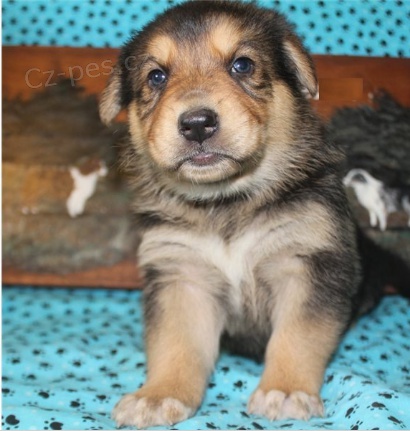 Roztomil� �t���tka jsou p�ipravena k prodeji.