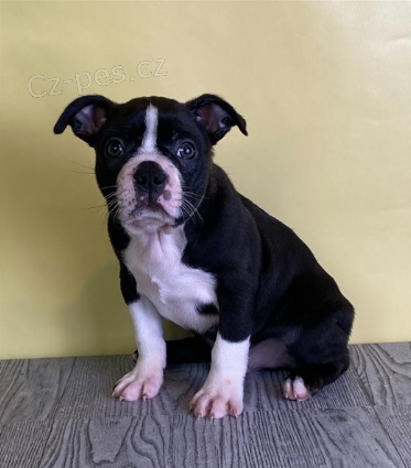 Roztomil� �t���tka jsou p�ipravena k prodeji.