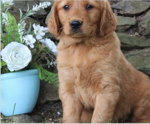 Roztomil� �t���tka jsou p�ipravena k prodeji.