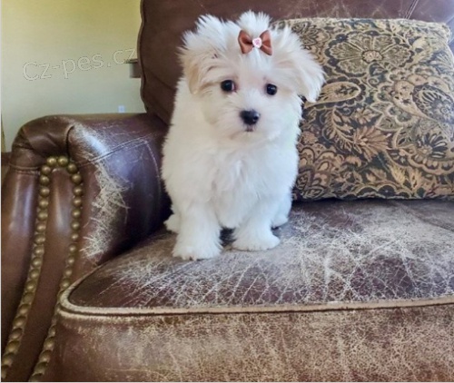 Roztomil� �t���tka jsou p�ipravena k prodeji.