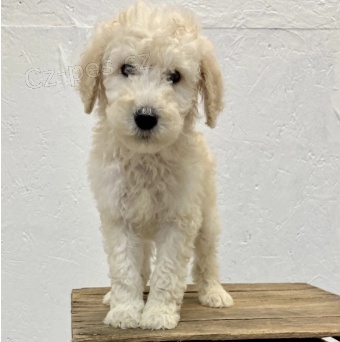 Roztomil� �t���tka jsou p�ipravena k prodeji.