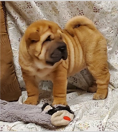 Roztomil� �t���tka jsou p�ipravena k prodeji.