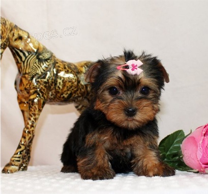 Roztomil� �t���tka jsou p�ipravena k prodeji.