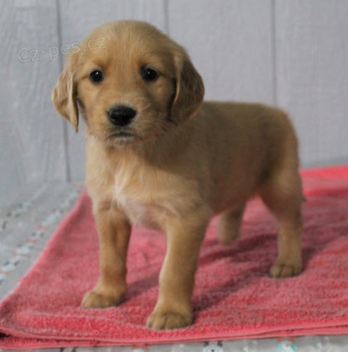 Zdrav� a kr�sn� �t��ata zlat�ho retr�vra a pejska na prodej.