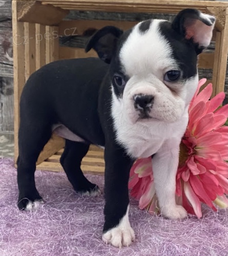 �t��ata bostonsk�ho teri�ra