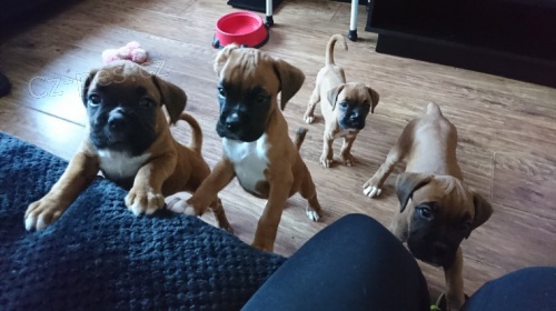 Kr�sn� �t��ata n�meck�ho boxera k adopci