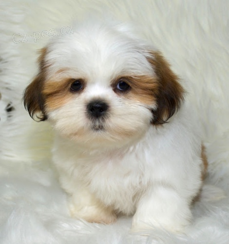 Prodm tata fenky a pejsky SHIH TZU