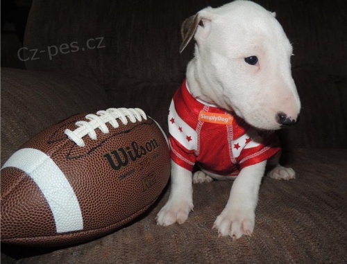 roztomil� �t���tka anglick�ho bulteri�ra k adopci.