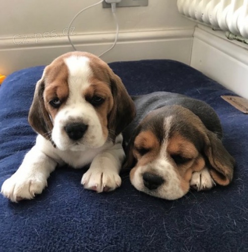 �t��ata t��barevn�ho b�gla p�ipravena k adopci