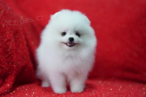 �t��ata b�l�ho pomeraniana na prodej.