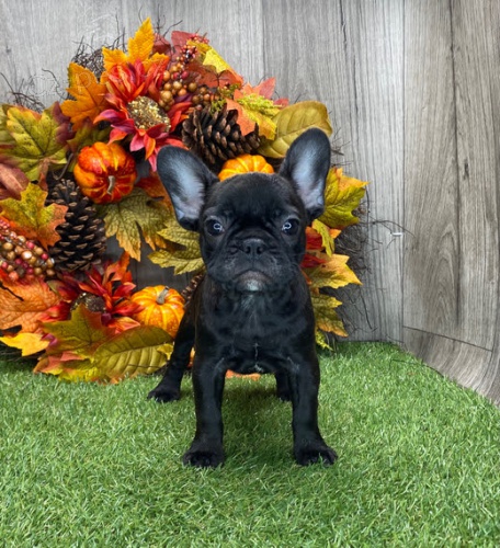 �t��ata francouzsk�ho buldo�ka k adopci