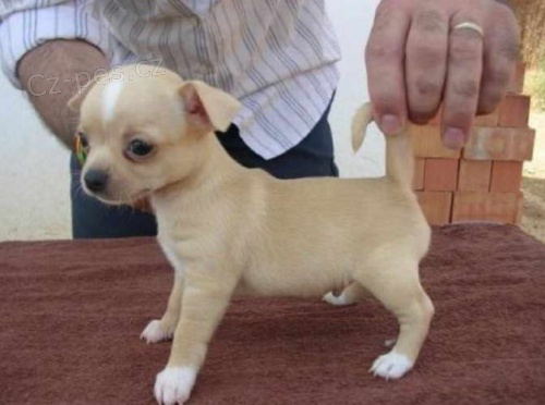 mini �ivava/mini �ivava.