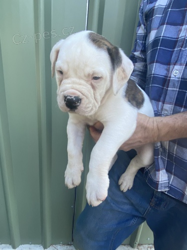 Prod�m dob�e vycvi�en� �t��ata americk�ho buldoka.