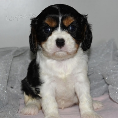 �t��ata kaval�r king charles �pan�l k adopci.