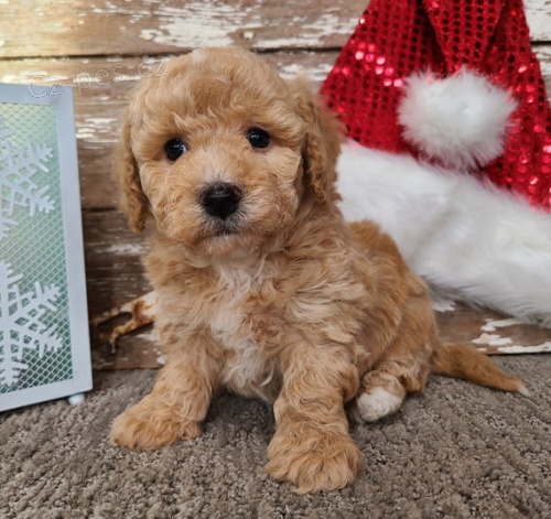 �t��ata bi�onka k adopci.