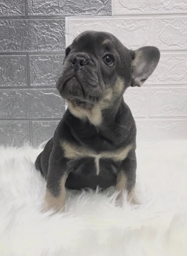 Francouzsk� buldo�ek