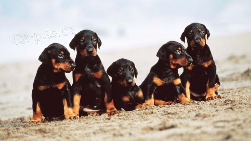 Dobrmana - �t�n�tka bez PP