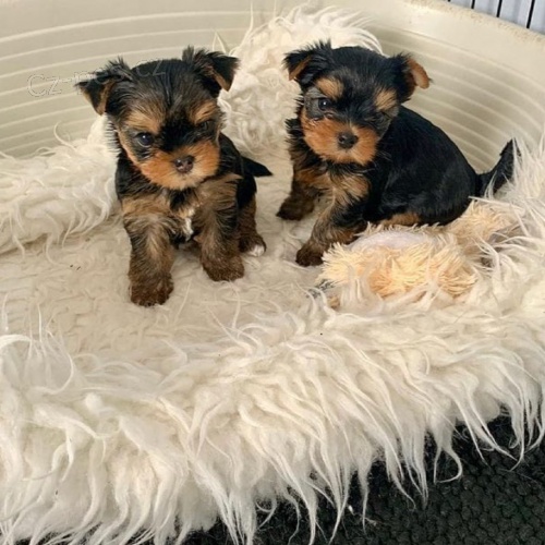 vnon mini tata yorkie k adopci