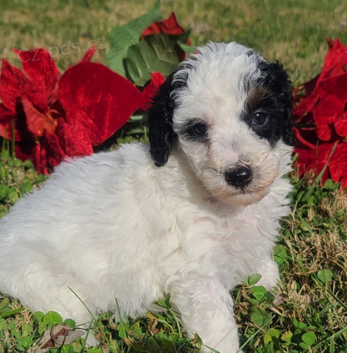 �t��ata trpasli��ho pudl�ka a feny k adopci.