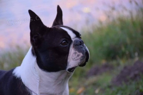 Bostonsk� teri�r �t��ata