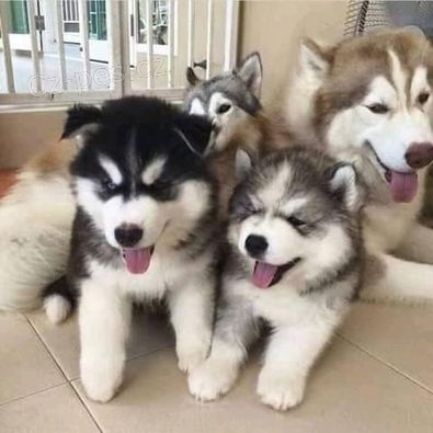Husky �t��ata k adopci