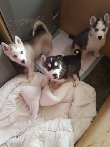 Rozkon, okovan a oderven sibisk husky s krsnma modrma oima k adopci.