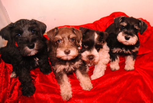 Zdrav�, o�kovan�, od�erven� a kr�sn� �t��ata mal�ch kn�ra�� k adopci