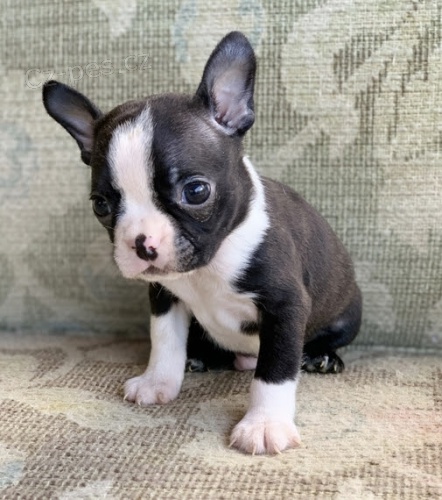 �t��ata bostonsk�ho teri�ra k adopci