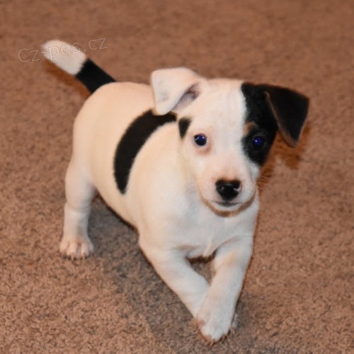 Prod�m kr�sn� a rozko�n� �t���tka jack russella.