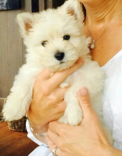 West Highland White Terriers mini kr�sn� �t���tka k adopci.