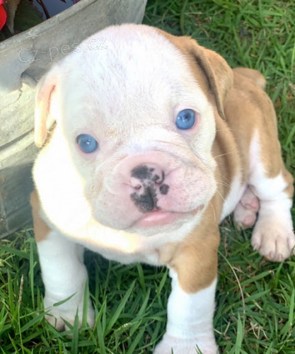 Kr�sn� ZDRAV�, o�kovan� a od�erven� �t���tka anglick�ho buldo�ka k adopci.