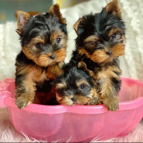 Mini �t��ata yorkie k adopci