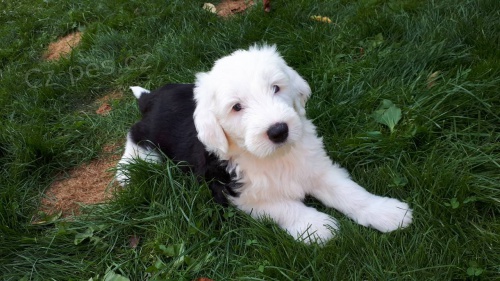 samec a samice bobtail 11 t�dn� star�