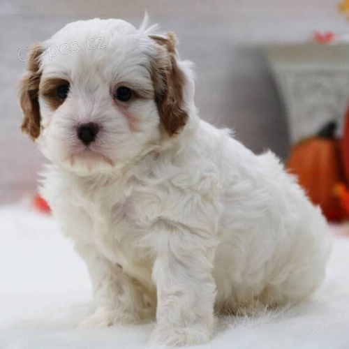 Krsn ttka Cavapoo k adopci