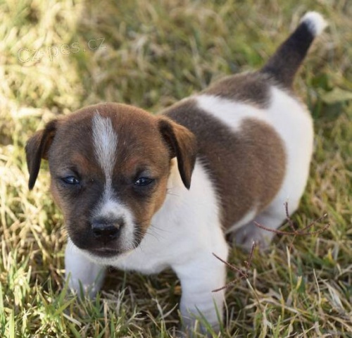 Kr�sn� a rozko�n� �t���tka jack russell teri�ra k adopci.