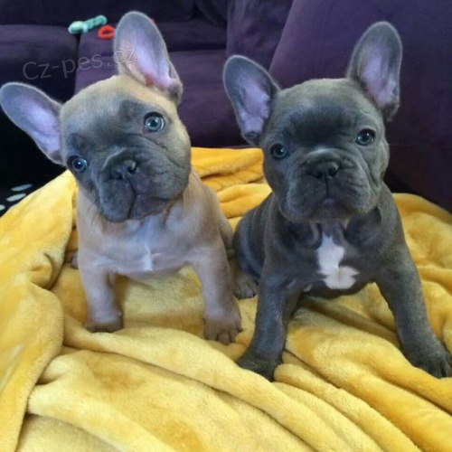 ZDRAV� a O�KOVAN� �t��ata francouzsk�ho buldo�ka k adopci