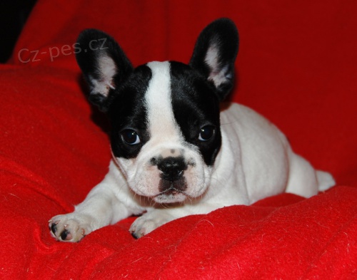 Francouzsk� buldo�ek s PP