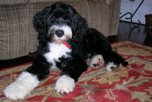 Prod�m �t��ata portugalsk�ho vodn�ho psa