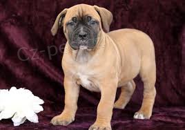 �t��ata boerboel na prodej