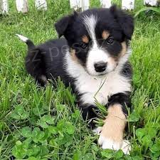 Prod�m �t��ata border kolie