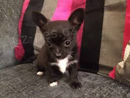 Zdrav� ��lek �ivavy �t��ata